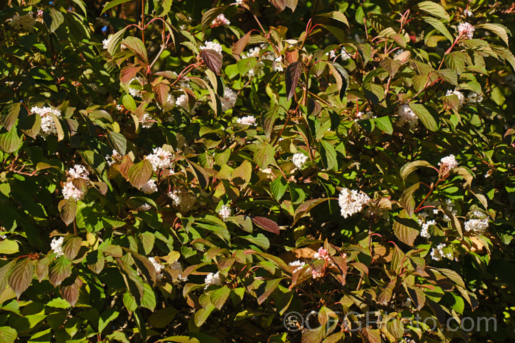 Viburnum farreri, a 3-4m tall, winter- to spring-flowering, deciduous shrub native to northern China. Though small, its flowers are pleasantly scented and very welcome in winter. As seen here, the first blooms may open in the autumn before the foliage drops. viburnum-2081htm'>Viburnum. <a href='adoxaceae-plant-family-photoshtml'>Adoxaceae</a>.