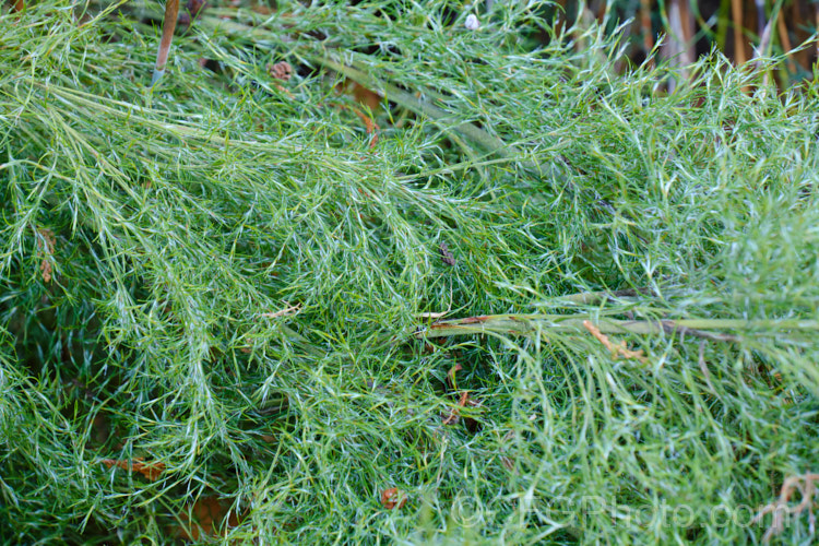 Silver Reed (<i>Thamnochortus cinereus</i>), a rush-like plant native to the mountains of southern South Africa . It grows to around 1m high, with airy silver-green foliage and a rather sprawling growth habit. Male and female flowers occur on separate plants. thamnochortus-3671htm'>Thamnochortus.