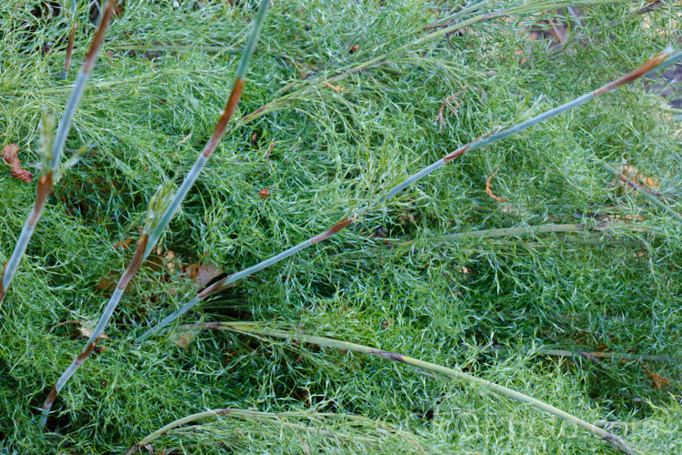 Silver Reed (<i>Thamnochortus cinereus</i>), a rush-like plant native to the mountains of southern South Africa . It grows to around 1m high, with airy silver-green foliage and a rather sprawling growth habit. Male and female flowers occur on separate plants. thamnochortus-3671htm'>Thamnochortus.