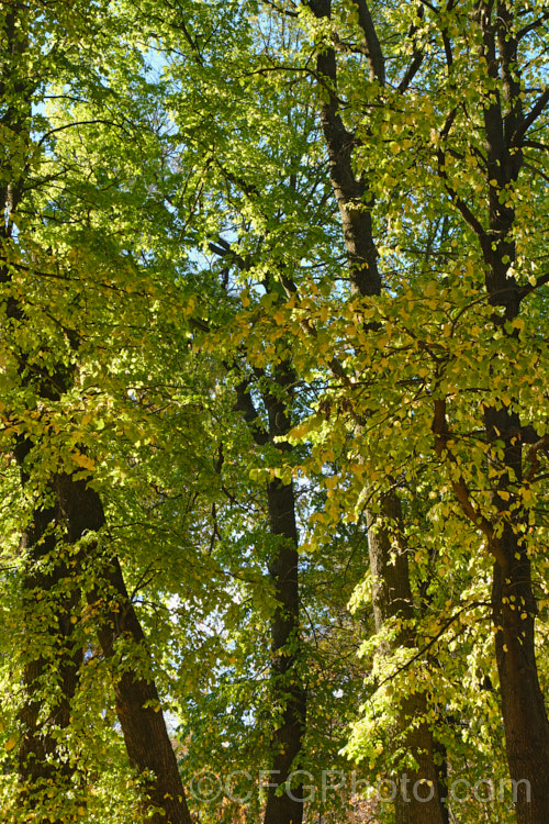 European Field Elm or Smooth-leaved Elm (<i>Ulmus carpinifolia [syn. Ulmus minor]) in autumn. This deciduous tree is found through. Europe to the Middle. East, from the Baltics to Iran. It has a rather more erect habit and less wide spreading crown that most elms. Order: Rosales, Family: Ulmaceae