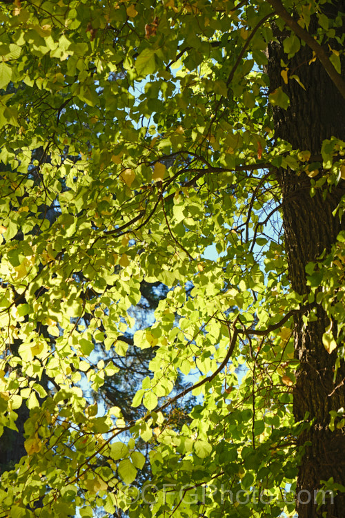 European Field Elm or Smooth-leaved Elm (<i>Ulmus carpinifolia [syn. Ulmus minor]) in autumn. This deciduous tree is found through. Europe to the Middle. East, from the Baltics to Iran. It has a rather more erect habit and less wide spreading crown that most elms. Order: Rosales, Family: Ulmaceae