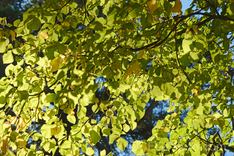 European Field Elm or Smooth-leaved Elm (<i>Ulmus carpinifolia [syn. Ulmus minor]) in autumn. This deciduous tree is found through. Europe to the Middle. East, from the Baltics to Iran. It has a rather more erect habit and less wide spreading crown that most elms. Order: Rosales, Family: Ulmaceae