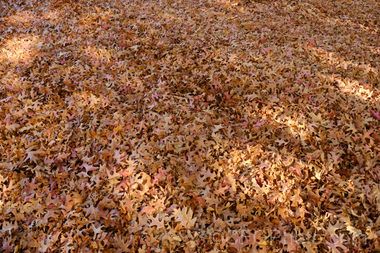 An abundance of fallen leaves of the Pin Oak (<i>Quercus palustris</i>), a 20-35m tall deciduous tree native to northeast. North America. This species has a columnar habit and often colours well in autumn, turning deep red. It can be distinguished from the similar. Scarlet Oak (<i>Quercus coccinea</i>), by its small acorns, minute tufts of hairs in the forks of the veins on the undersides of its leaves and usually narrower, asymmetrical basal foliage lobes. Order: Fagales, Family: Fagaceae