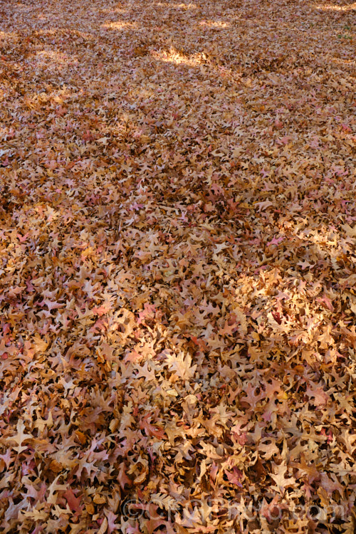 An abundance of fallen leaves of the Pin Oak (<i>Quercus palustris</i>), a 20-35m tall deciduous tree native to northeast. North America. This species has a columnar habit and often colours well in autumn, turning deep red. It can be distinguished from the similar. Scarlet Oak (<i>Quercus coccinea</i>), by its small acorns, minute tufts of hairs in the forks of the veins on the undersides of its leaves and usually narrower, asymmetrical basal foliage lobes. Order: Fagales, Family: Fagaceae