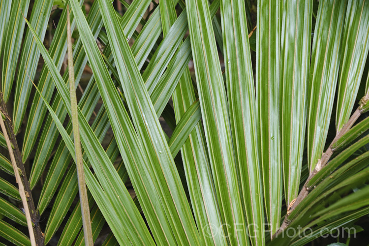 Closeup of the foliage of a young Nikau Palm or Shaving Brush Palm (<i>Rhopalostylis sapida</i>), a New Zealand feather palm also found at 44S in the Chatham Islands, making it the southernmost palm. rhopalostylis-2553htm'>Rhopalostylis.