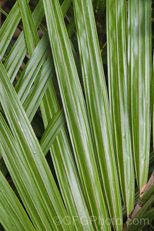 Closeup of the foliage of a young Nikau Palm or Shaving Brush Palm (<i>Rhopalostylis sapida</i>), a New Zealand feather palm also found at 44S in the Chatham Islands, making it the southernmost palm. rhopalostylis-2553htm'>Rhopalostylis.