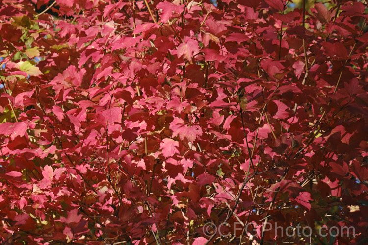 The autumn foliage of the Guelder. Rose (<i>Viburnum opulus</i>), a 4-5m tall Eurasian deciduous shrub with heads of white flowers in spring. The true flowers are small but are made showier by large sterile bracts that are often exaggerated in the garden forms. viburnum-2081htm'>Viburnum. <a href='adoxaceae-plant-family-photoshtml'>Adoxaceae</a>.