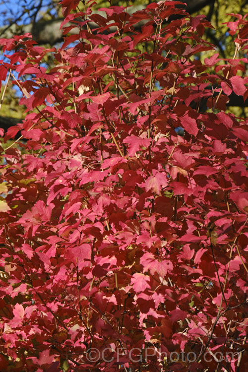 The autumn foliage of the Guelder. Rose (<i>Viburnum opulus</i>), a 4-5m tall Eurasian deciduous shrub with heads of white flowers in spring. The true flowers are small but are made showier by large sterile bracts that are often exaggerated in the garden forms. viburnum-2081htm'>Viburnum. <a href='adoxaceae-plant-family-photoshtml'>Adoxaceae</a>.