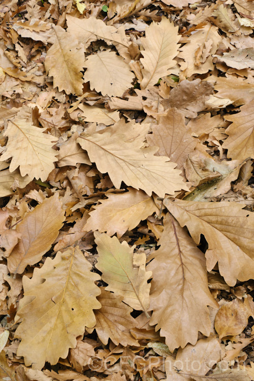 Fallen leaves of the Daimyo Oak (<i>Quercus dentata</i>), a large-leaved deciduous oak tree to 25m tall, native to Japan, Korea and nearby parts of China. The deeply lobed leaves can be over 30cm long and 20cm wide. The foliage often hangs on the tree well into winter, even when dry and brown. The acorn cups, which often cover more than half the acorn, are covered in road, flattened protuberances