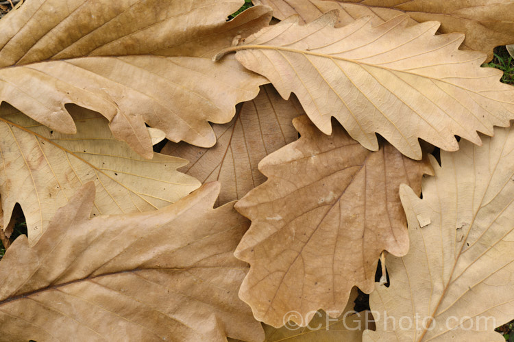 Fallen leaves of the Daimyo Oak (<i>Quercus dentata</i>), a large-leaved deciduous oak tree to 25m tall, native to Japan, Korea and nearby parts of China. The deeply lobed leaves can be over 30cm long and 20cm wide. The foliage often hangs on the tree well into winter, even when dry and brown. The acorn cups, which often cover more than half the acorn, are covered in road, flattened protuberances