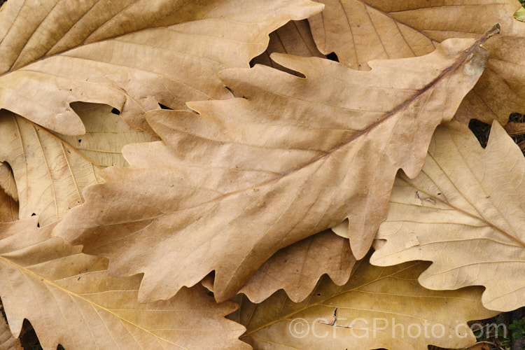 Fallen leaves of the Daimyo Oak (<i>Quercus dentata</i>), a large-leaved deciduous oak tree to 25m tall, native to Japan, Korea and nearby parts of China. The deeply lobed leaves can be over 30cm long and 20cm wide. The foliage often hangs on the tree well into winter, even when dry and brown. The acorn cups, which often cover more than half the acorn, are covered in road, flattened protuberances