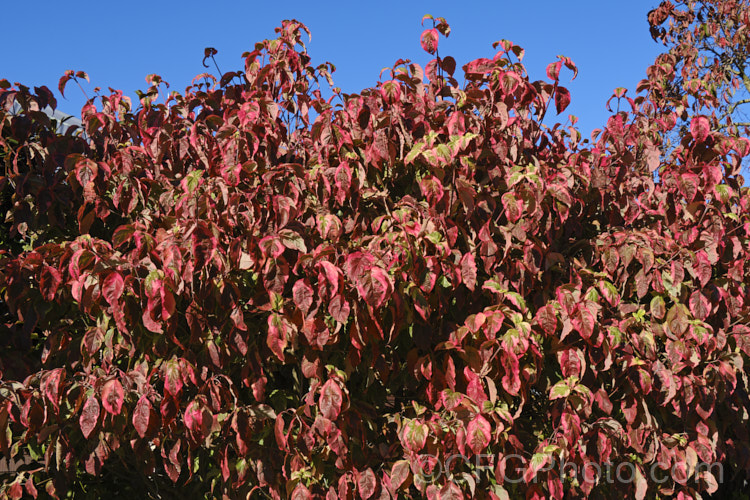 Autumn foliage of Cornus florida 'Cherokee Sunset', a yellow and green variegated foliage cultivar of the Eastern Flowering Dogwood of North America. The leaves have a broad yellow edge. Its spring flower bracts are white and the foliage develops pink to red tones from late spring that become more intense in autumn. Order: Cornales, Family: Cornaceae
