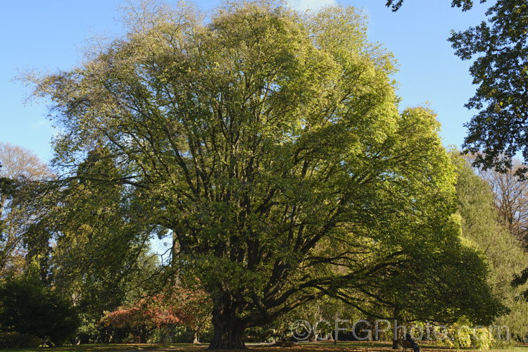 The Golden Elm (<i>Ulmus procera 'Louis van Houtte') in late autumn. This yellow-leafed cultivar is derived from the English elm. Its exact origins are uncertain. It is quite easily confused with the Golden Wych Elm (<i>Ulmus glabra 'Lutescens'), but has smaller, stiffer leaves that become quite green in summer. Order: Rosales, Family: Ulmaceae