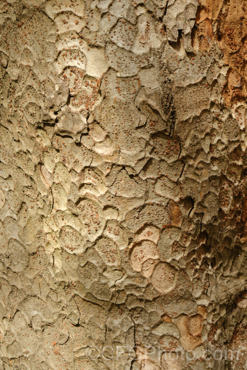 The bark of the Saw-leaf Zelkova or Japanese Zelkova (<i>Zelkova serrata</i>), a 20-35m tall deciduous tree native to Japan, eastern China and Taiwan. It has attractive bark that is shed in flakes and also often develops good autumn foliage colour. Order: Rosales, Family: Ulmaceae