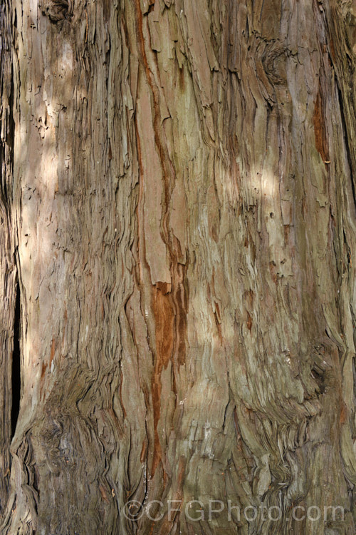 The bark of the California. Redwood or Coast. Redwood (<i>Sequoia sempervirens</i>), generally regarded as the world's tallest tree, this conifer from the western United States can grow to over 100m tall sequoia-2494htm'>Sequoia. Order: Pinales, Family: Cupressaceae