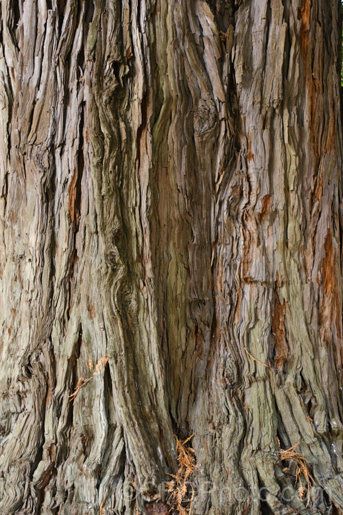 The bark of the California. Redwood or Coast. Redwood (<i>Sequoia sempervirens</i>), generally regarded as the world's tallest tree, this conifer from the western United States can grow to over 100m tall sequoia-2494htm'>Sequoia. Order: Pinales, Family: Cupressaceae