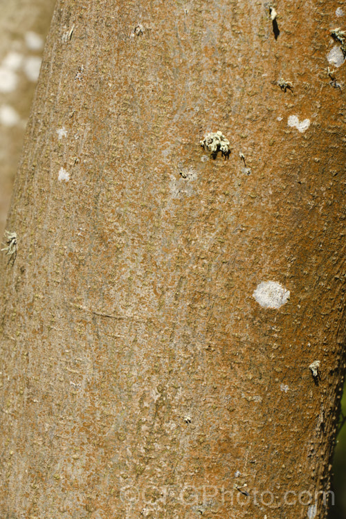 The bark of the Kowhai (<i>Sophora microphylla</i>), a briefly deciduous spring-flowering New Zealand tree that grows to around 10m tall This species also occurs in Chile and the distance between these two locations is testament to the ability of the seeds to survive in saltwater. sophora-2142htm'>Sophora.