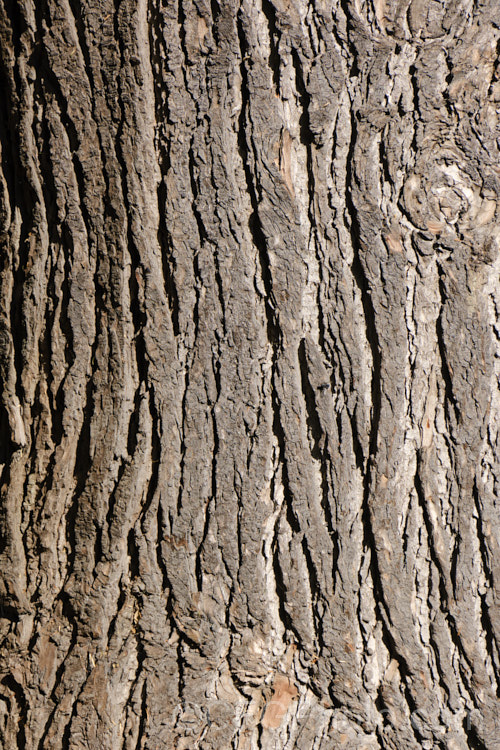 The bark of the Western Hemlock (<i>Tsuga heterophylla</i>), a tree up to 70m tall, sometimes larger, and found from southern Alaska to northern California. It is not an extremely important tree in commercial forestry but is used to provide timber and pulp for paper manufacturing. tsuga-3376htm'>Tsuga. <a href='pinaceae-plant-family-photoshtml'>Pinaceae</a>.