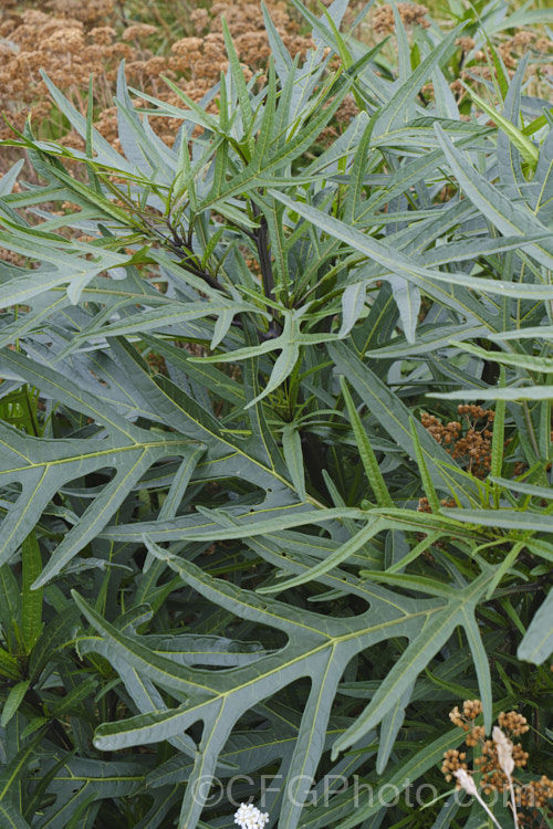 Poroporo (<i>Solanum aviculare</i>), an evergreen spring- to summer-flowering shrub native to New Zealand, found throughout the North Island and the northern South Island It grows to around 3m tall and the flowers are followed by fleshy ovoid berries that are orange when ripe