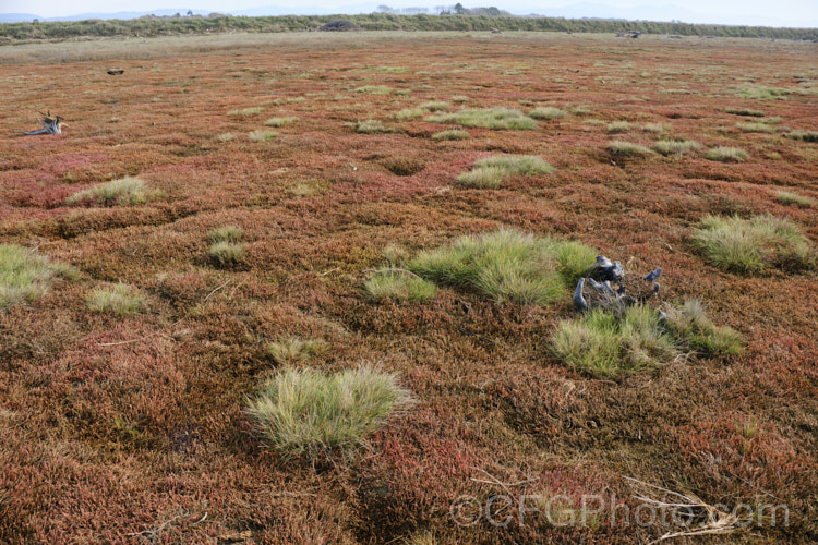 Saltmarsh dominated by Beaded. Samphire or Beaded. Glasswort (<i>Sarcocornia quinqueflora [syn. Salicornia australis]), a carpeting coastal perennial or subshrub native to Australia and New Zealand It is notable for its ability to survive in salt-saturated soils. In sheltered places it can grow to 50cm tall but is usually kept much shorter by constant exposure to coastal winds. The pinkish red colouration seen here develops in cool weather. sarcocornia-3280htm'>Sarcocornia. Order: Caryophyllales, Family: Amaranthaceae