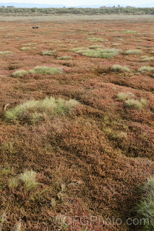 Saltmarsh dominated by Beaded. Samphire or Beaded. Glasswort (<i>Sarcocornia quinqueflora [syn. Salicornia australis]), a carpeting coastal perennial or subshrub native to Australia and New Zealand It is notable for its ability to survive in salt-saturated soils. In sheltered places it can grow to 50cm tall but is usually kept much shorter by constant exposure to coastal winds. The pinkish red colouration seen here develops in cool weather. sarcocornia-3280htm'>Sarcocornia. Order: Caryophyllales, Family: Amaranthaceae