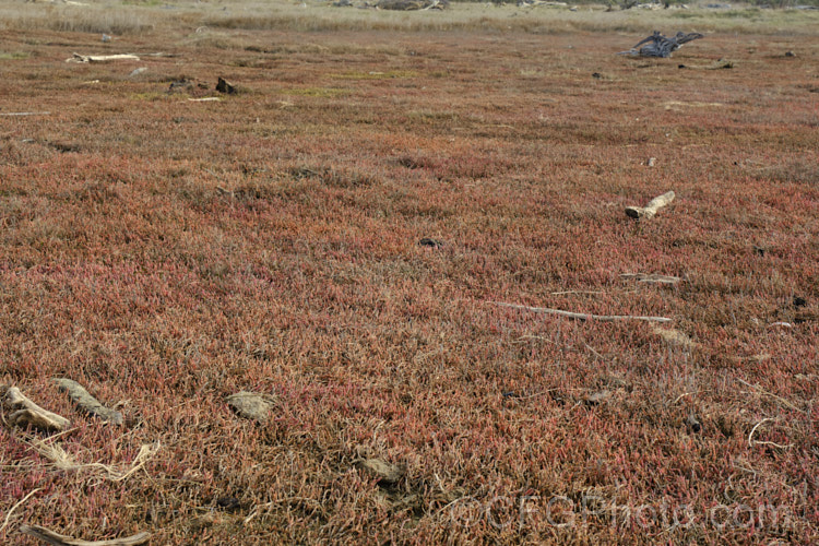 Saltmarsh dominated by Beaded. Samphire or Beaded. Glasswort (<i>Sarcocornia quinqueflora [syn. Salicornia australis]), a carpeting coastal perennial or subshrub native to Australia and New Zealand It is notable for its ability to survive in salt-saturated soils. In sheltered places it can grow to 50cm tall but is usually kept much shorter by constant exposure to coastal winds. The pinkish red colouration seen here develops in cool weather. sarcocornia-3280htm'>Sarcocornia. Order: Caryophyllales, Family: Amaranthaceae