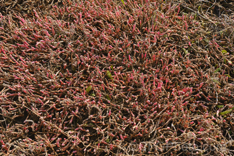 Beaded. Samphire or Beaded. Glasswort (<i>Sarcocornia quinqueflora [syn. Salicornia australis]), a carpeting coastal perennial or subshrub native to Australia and New Zealand It is notable for its ability to survive in salt-saturated soils. In sheltered places it can grow to 50cm tall but is usually kept much shorter by constant exposure to coastal winds. The pinkish red colouration seen here develops in cool weather. sarcocornia-3280htm'>Sarcocornia. Order: Caryophyllales, Family: Amaranthaceae