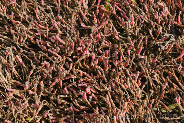 Beaded. Samphire or Beaded. Glasswort (<i>Sarcocornia quinqueflora [syn. Salicornia australis]), a carpeting coastal perennial or subshrub native to Australia and New Zealand It is notable for its ability to survive in salt-saturated soils. In sheltered places it can grow to 50cm tall but is usually kept much shorter by constant exposure to coastal winds. The pinkish red colouration seen here develops in cool weather. sarcocornia-3280htm'>Sarcocornia. Order: Caryophyllales, Family: Amaranthaceae