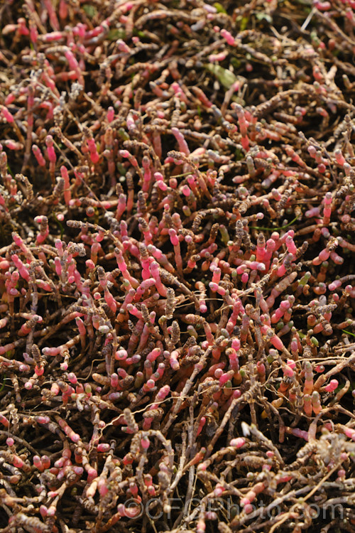 Beaded. Samphire or Beaded. Glasswort (<i>Sarcocornia quinqueflora [syn. Salicornia australis]), a carpeting coastal perennial or subshrub native to Australia and New Zealand It is notable for its ability to survive in salt-saturated soils. In sheltered places it can grow to 50cm tall but is usually kept much shorter by constant exposure to coastal winds. The pinkish red colouration seen here develops in cool weather. sarcocornia-3280htm'>Sarcocornia. Order: Caryophyllales, Family: Amaranthaceae