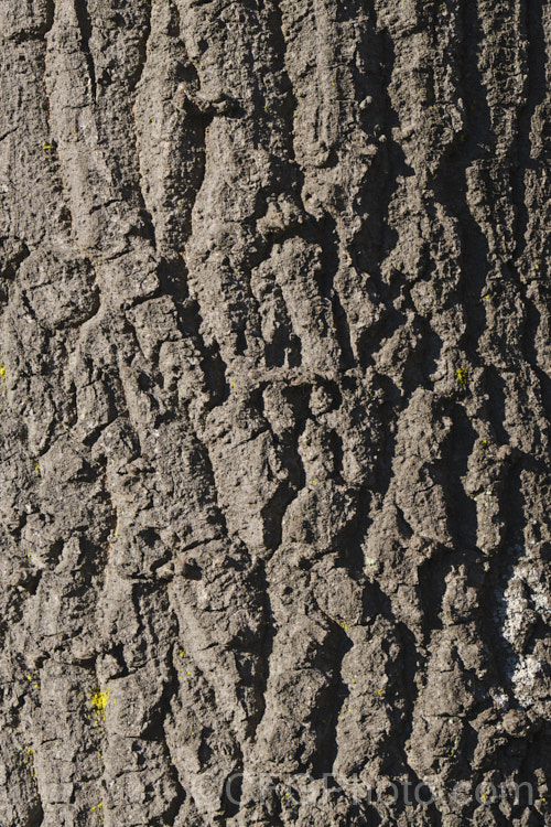 The bark of the Turkey Oak (<i>Quercus cerris</i>), a deciduous tree, up to 40m tall, native to central and southern Europe and western Asia