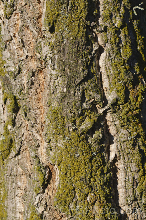 The bark of the Chinese Cork. Oak or Oriental Oak (<i>Quercus variabilis</i>), a round-headed deciduous oak to 25m tall, found in China, Japan and Korea. The bristly-cupped acorns take around 18 months to mature