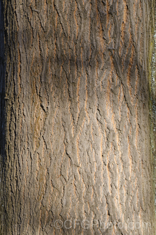 The bark of the Red Oak or Northern Red Oak (<i>Quercus rubra</i>), a 30-40m tall deciduous tree native to eastern North America. The leaves are up to 20cm long. Order: Fagales, Family: Fagaceae