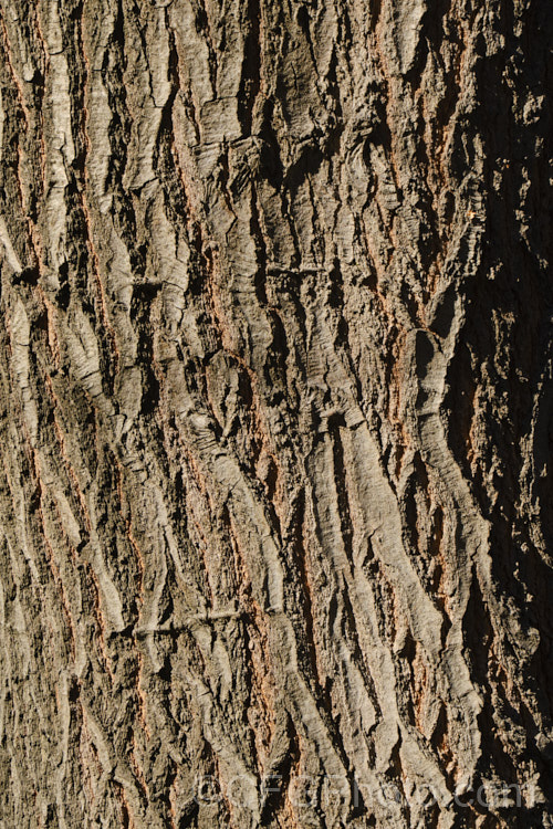 The bark of the Red Oak or Northern Red Oak (<i>Quercus rubra</i>), a 30-40m tall deciduous tree native to eastern North America. The leaves are up to 20cm long. Order: Fagales, Family: Fagaceae