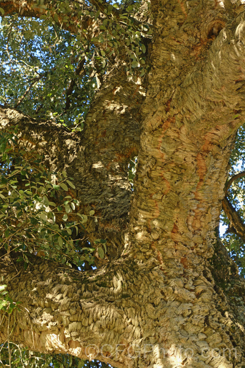 The trunk of the Cork. Oak (<i>Quercus suber</i>), a round-headed, 20-25m tall evergreen oak native to southern Europe and North Africa. Its bark is the source of natural cork. Order: Fagales, Family: Fagaceae