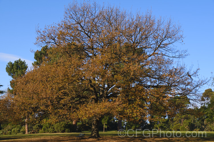 An English Oak (<i>Quercus robur</i>) in early winter with the last of its summer foliage hanging on This large, round-headed deciduous tree is found from Britain to western Russia. It lives to a great age and can reach 40m tall, though 20-35m is more common. Order: Fagales, Family: Fagaceae