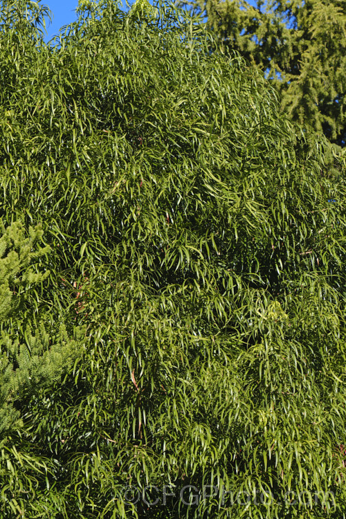 Henkel's Yellow-wood (<i>Podocarpus henkelii</i>), a lushly foliaged, heavy-trunked, evergreen tree up to 30m tall that occurs naturally in the higher rainfall mountainous areas of the Eastern Cape region of South Africa. The pendulous, lustrous leaves are deep green and up to 12cm long. Order: Araucariales, Family: Podocarpaceae
