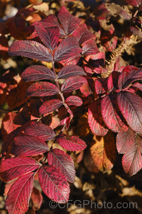 The autumn foliage of the Japanese Rose (<i>Rosa rugosa</i>). Found naturally in eastern Russia, Korea, Japan and China, this dense, bushy rose has deep pink, single flowers and lush, dark green foliage, and is the main parent of the Rugosa hybrids. Order: Rosales, Family: Rosaceae