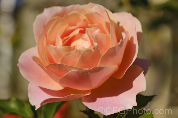 Rosa 'My. Mum', a Floribunda rose bred by Matthews of New Zealand in 1998 but not introduced until 2012. It is a compact bush around 12m high and wide. Order: Rosales, Family: Rosaceae