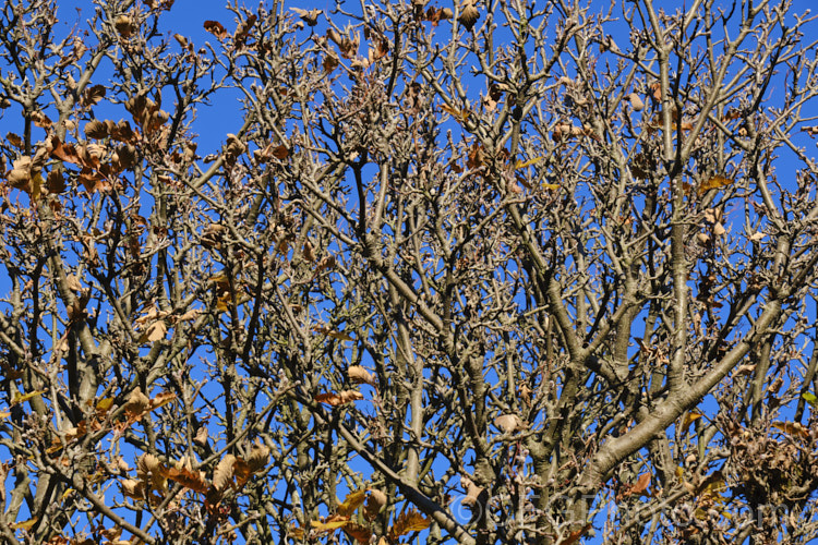 The densely twiggy winter branches of the Bastard. Service. Tree (<i>Sorbus x thuringiaca</i>),a hybrid between the mountain ash (<i>Sorbus aucuparia</i>) and the whitebeam (<i>Sorbus aria</i>). The foliage is an interesting intermediate between the two species; not pinnate like the mountain ash, but shaped like the rounded leaves of the whitebeam though with lobes. The flowers are white and the fruits are orange. sorbus-2143htm'>Sorbus.