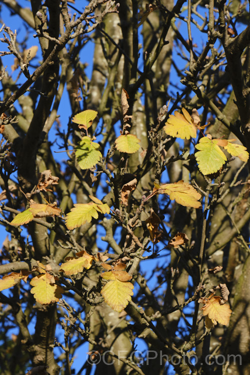The last autumn leaves of the Bastard. Service. Tree (<i>Sorbus x thuringiaca</i>),a hybrid between the mountain ash (<i>Sorbus aucuparia</i>) and the whitebeam (<i>Sorbus aria</i>). The foliage is an interesting intermediate between the two species; not pinnate like the mountain ash, but shaped like the rounded leaves of the whitebeam though with lobes. The flowers are white and the fruits are orange. sorbus-2143htm'>Sorbus.