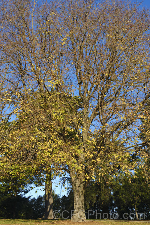 Huntingdon. Elm (<i>Ulmus x hollandica 'Vegeta'), a British-raised cultivar of a 20-35m hybrid between Ulmus glabra and Ulmus carpinifolia. It dates from 1746 and is distinguished by the short petioles of its leaves, the lattice patterning of the bark and its resistance to Dutch elm disease. As with most elms the papery seed capsules (samara</i>) are showier than the flowers. Ulmaceae. Order: Rosales, Family: Ulmaceae