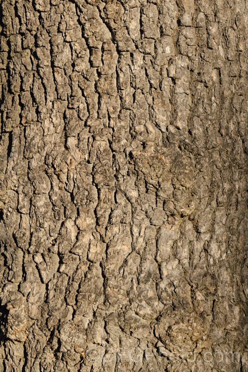 The bark of Quercus x rosacea, a natural hybrid between the sessile oak (<i>Quercus petraea</i>) and the common oak (<i>Quercus robur</i>) that occurs where their ranges overlap. The parent species are quite similar in appearance and Quercus x rosacea has leaves similar in size and shape to those of Quercus robur, but with the shallow, slightly forward-facing lobes of Quercus petraea