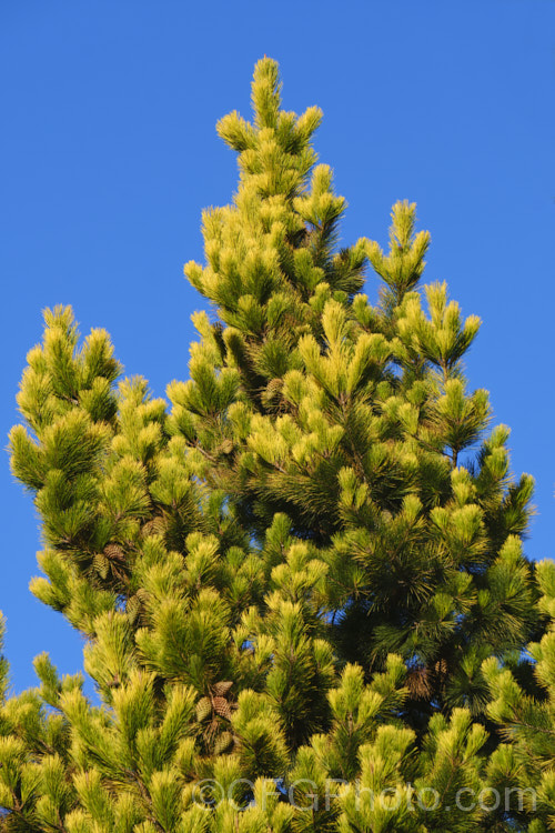 Golden Monterey. Pine or Golden Radiata. Pine (<i>Pinus radiata 'Aurea'), a very distinctive form of the common. Monterey pine in which the tips of the needles are golden-yellow . Order: Pinales, Family: Pinaceae