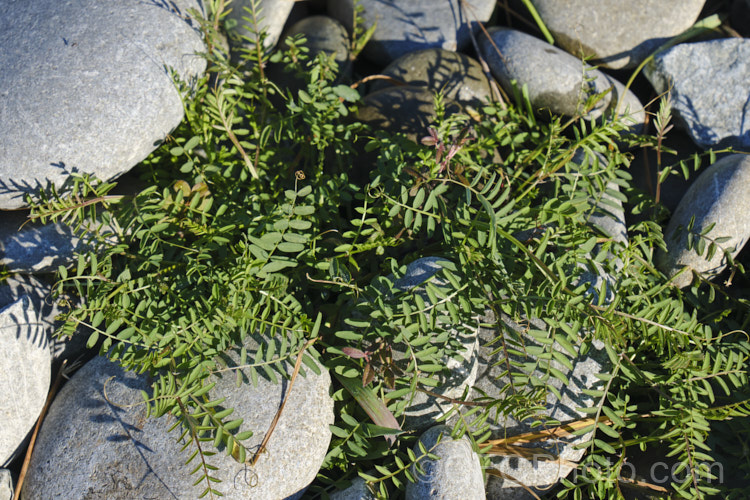 The overwinter foliage of Tufted. Vetch, Blue Vetch or Cow. Vetch (<i>Vicia cracca</i>), a European perennial, tendril-tipped, scrambling vine that is usually seen growing among other plants that give it support. As a nitrogen-fixing legume, it has some uses as a fodder crop but is widely regarded as a weed. It has naturalised in many temperate areas. vicia-3388htm'>Vicia.