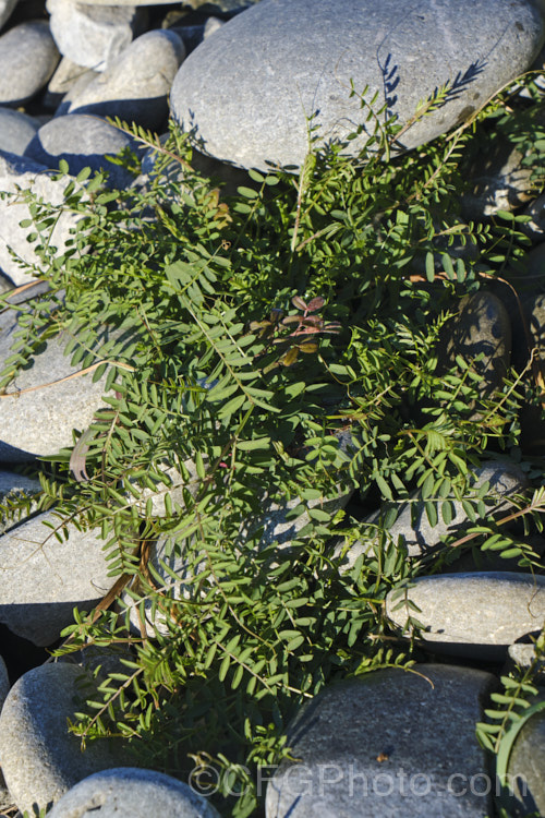 The overwinter foliage of Tufted. Vetch, Blue Vetch or Cow. Vetch (<i>Vicia cracca</i>), a European perennial, tendril-tipped, scrambling vine that is usually seen growing among other plants that give it support. As a nitrogen-fixing legume, it has some uses as a fodder crop but is widely regarded as a weed. It has naturalised in many temperate areas. vicia-3388htm'>Vicia.