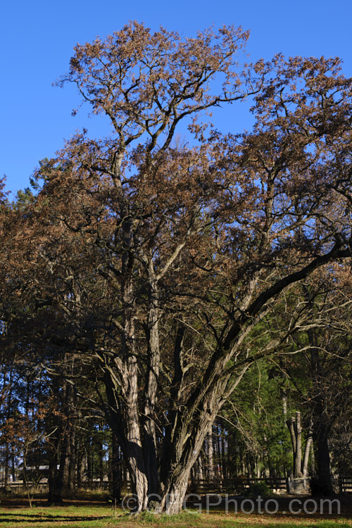 An old multi-stemmed specimen of Black or Yellow Locust or False Acacia (<i>Robinia pseudoacacia</i>) in winter. The flowers of this rather viciously thorny, 12-2.5m tall deciduous tree from the eastern and central United States are cream and mildly fragrant. robinia-2218htm'>Robinia.