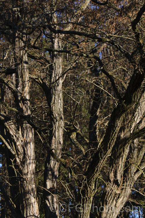 An old multi-stemmed specimen of Black or Yellow Locust or False Acacia (<i>Robinia pseudoacacia</i>) in winter. The flowers of this rather viciously thorny, 12-2.5m tall deciduous tree from the eastern and central United States are cream and mildly fragrant. robinia-2218htm'>Robinia.