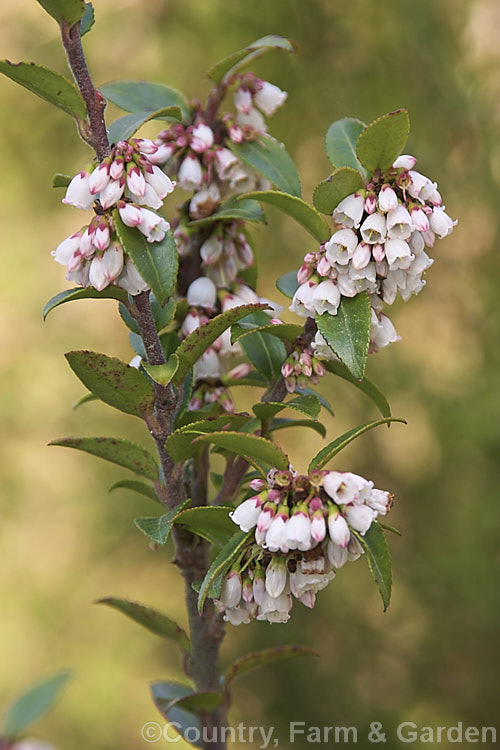 Californian Huckleberry (<i>Vaccinium ovatum</i>), an evergreen shrub from 1-4m tall, found from British Columbia to California. Its flowers appear mainly in spring and are followed by small berries that are black when ripe. The fruit is edible but generally too sour to be anything but an emergency food. vaccinium-2753htm'>Vaccinium. Order: Ericales, Family: Ericaceae