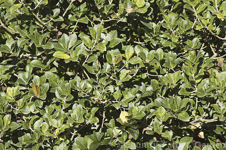 The foliage of Quercus phillyraeoides, an evergreen oak from Japan and nearby parts of China. It develops into a large rounded shrub or small tree but seldom exceeds 8m tall. The leaves are up to 6cm long and the acorns can reach 2cm long. Order: Fagales, Family: Fagaceae