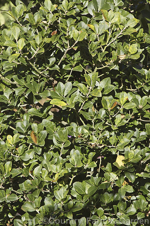 The foliage of Quercus phillyraeoides, an evergreen oak from Japan and nearby parts of China. It develops into a large rounded shrub or small tree but seldom exceeds 8m tall. The leaves are up to 6cm long and the acorns can reach 2cm long. Order: Fagales, Family: Fagaceae
